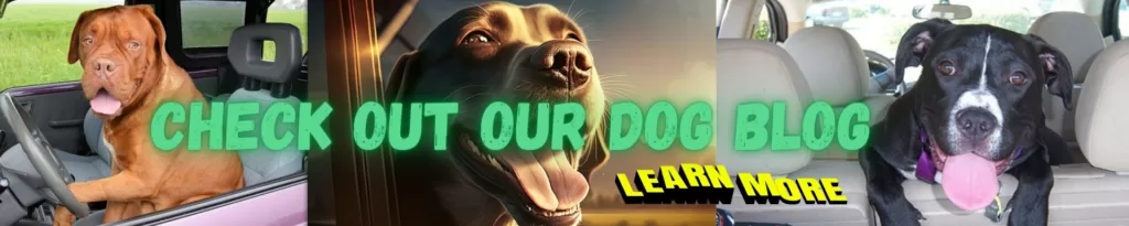Our Car Lovers Dog Blog
