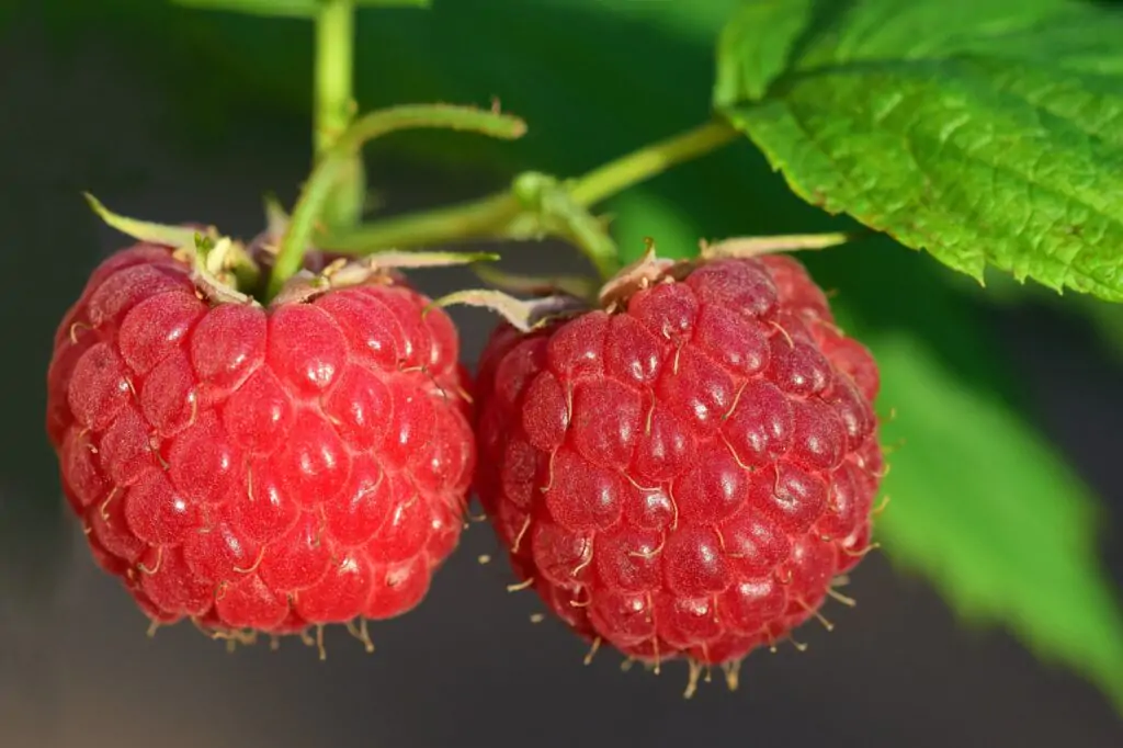 Beautiful Raspberries
