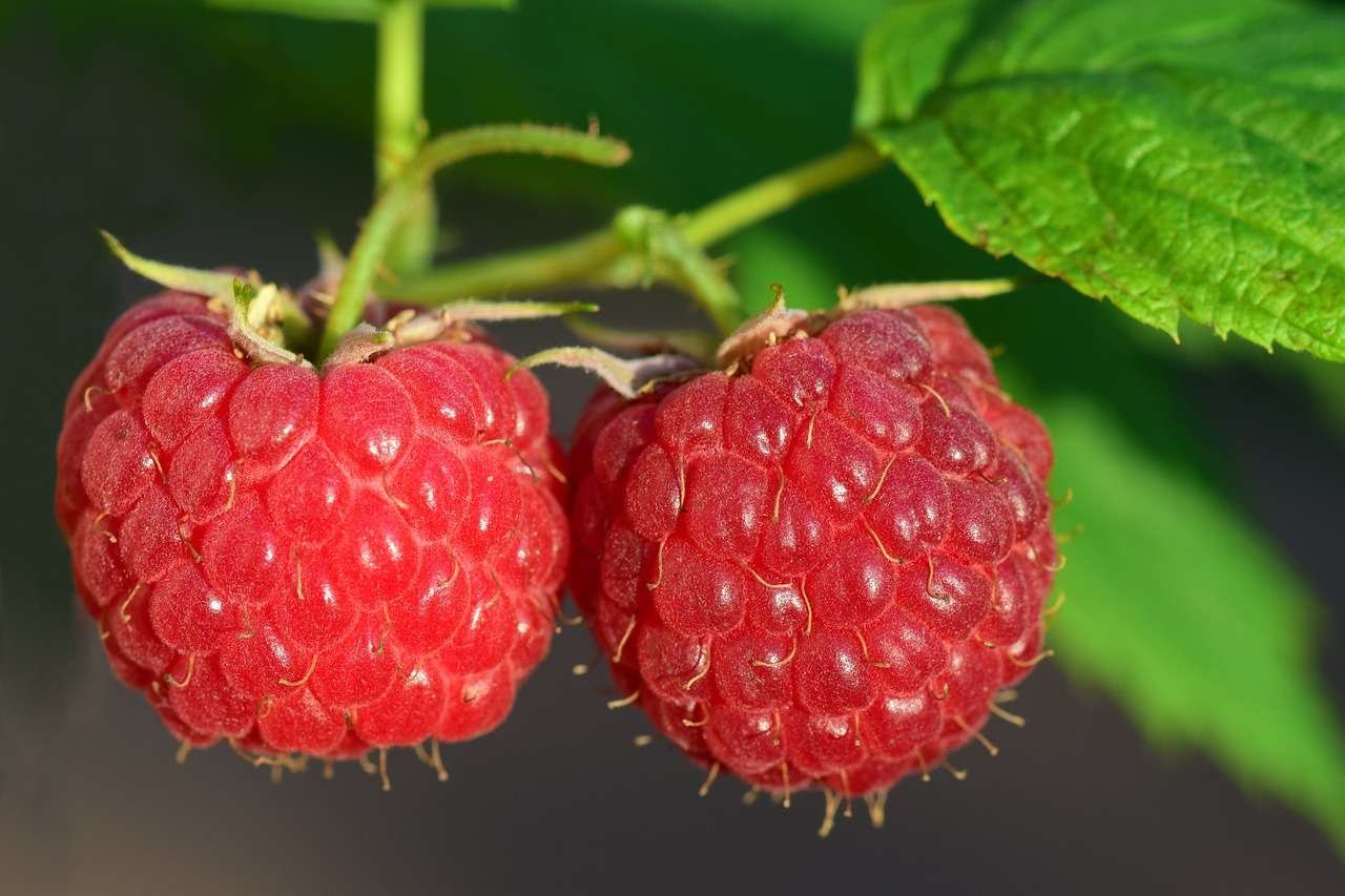 Beautiful Raspberries