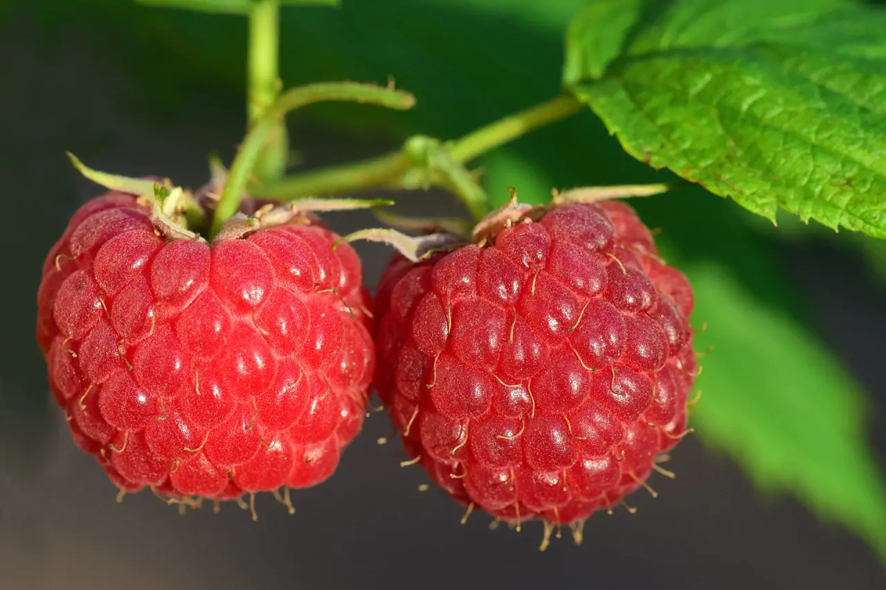 Beautiful Raspberries