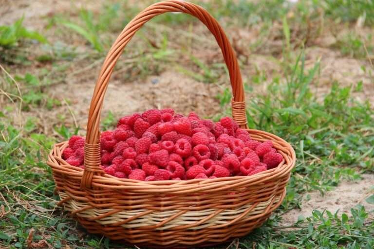 The history of Raspberries